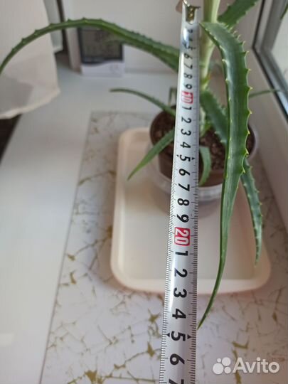 Алоэ столетник лечебный