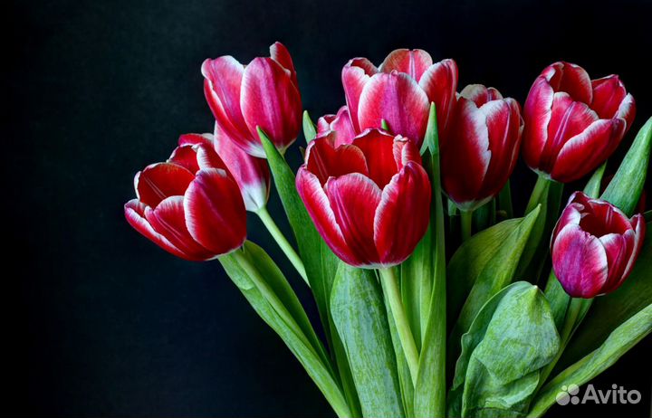 Тюльпаны Оптом от Производителей