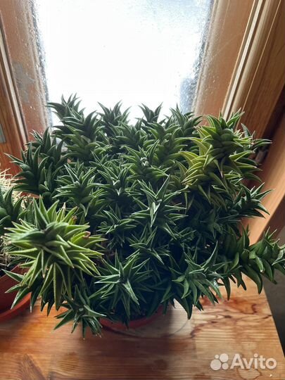 Суккуленты