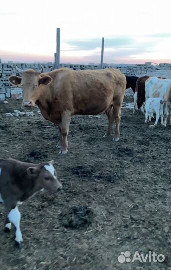 Быки,коровы,телята