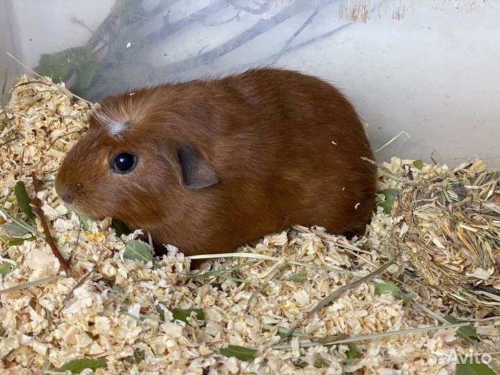 Крестед, 5 месяцев