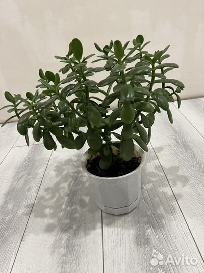 Денежное дерево, толстянка, крассула