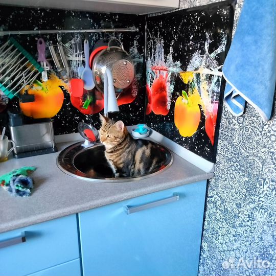 Котёнок