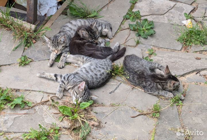 Котята в добрые руки бесплатно