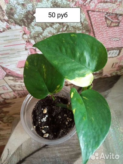 Сциндарсус