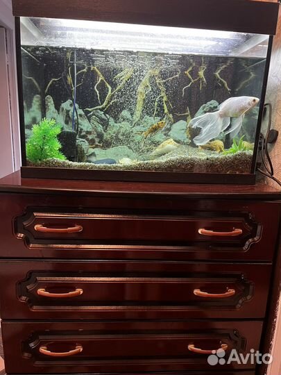 Аквариум 100л,с рыбками и тумбочкой