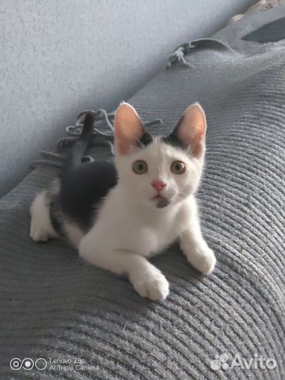 Котята в добрые руки мальчики