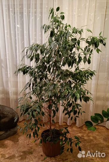 Фикус бенджамина