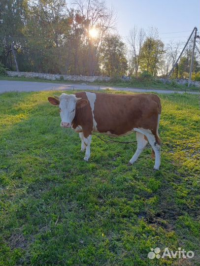 Корова и телка