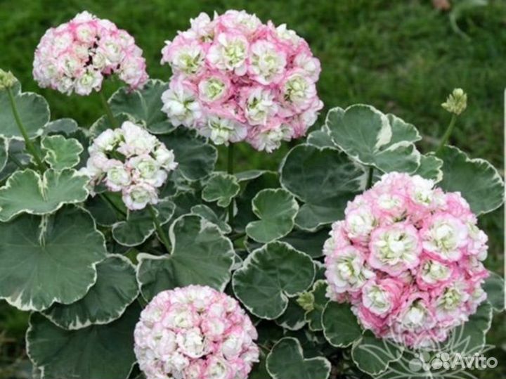 Пеларгония герань