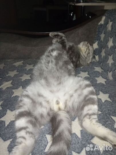 Шотландский кот вязка