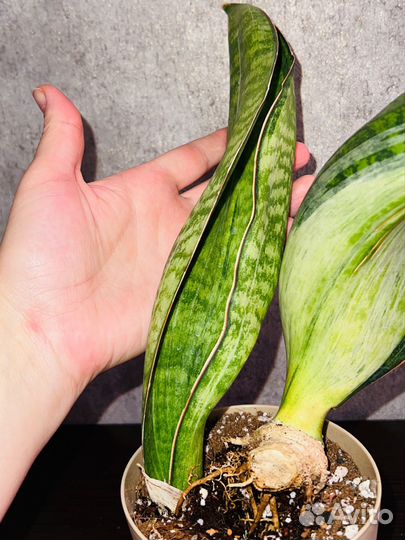 Сансевиерия Бруда