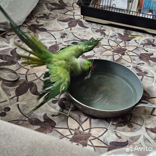 Ожереловый попугай