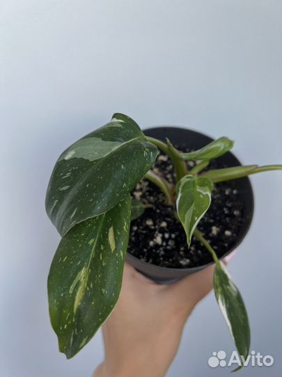 Филодендрон Вайт Визард White Wizard