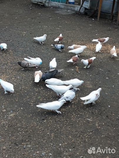 Продажа голубей