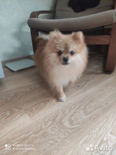 Померанский шпиц вязка