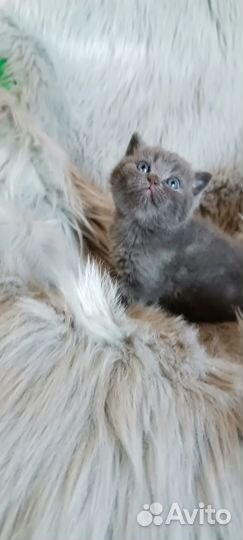 Шотландские котята