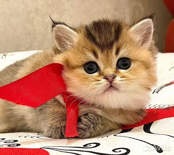 Плюшевая Куколка