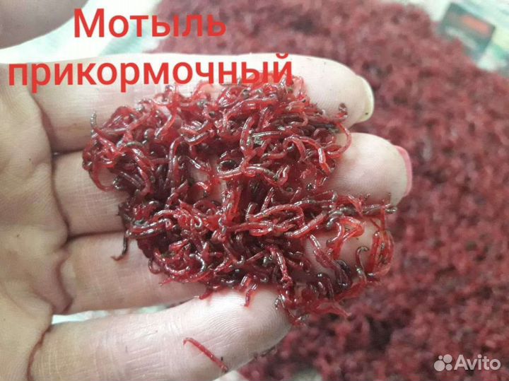 Опарыш, Черви, наживка- Оптом