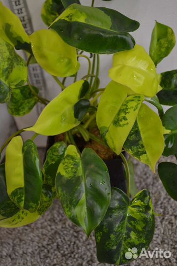 Филодендрон Бурле Маркс Вариегатный