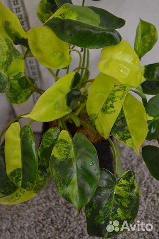Филодендрон Бурле Маркс Вариегатный