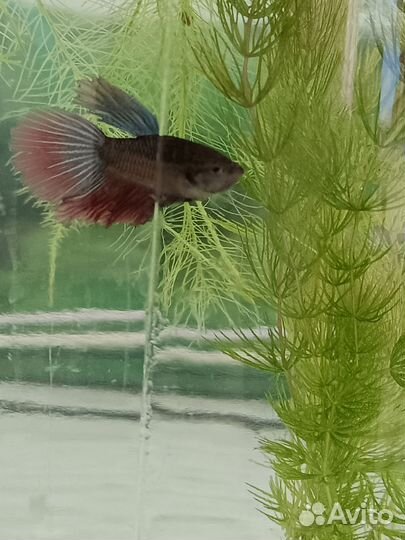 Рыбка петушок самец