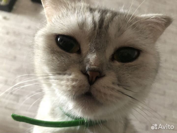 Шотланская вислоухая кошка