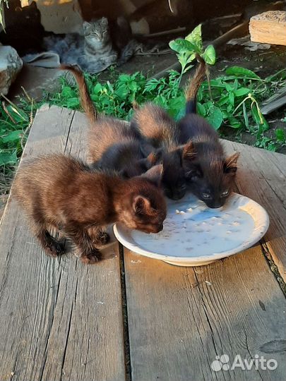 Котята в добрые руки бесплатно