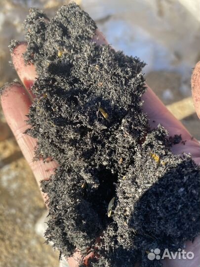 Зола лузги овса