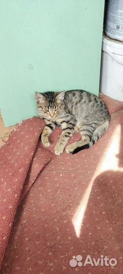 Котенок мальчик