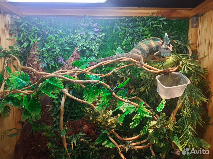 Йеменский хамелеон с террариумом