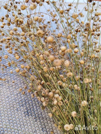 Лен сухоцвет растение натуральный для творчества