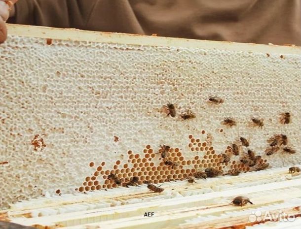 Мед 2024 года натуральный опт