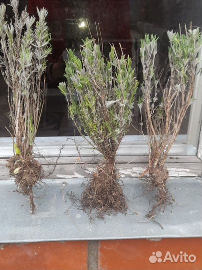 Лаванда саженцы синева голубика