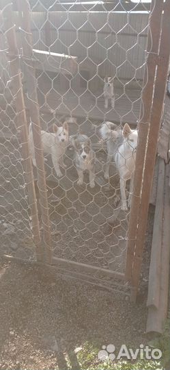 Щенки лайки