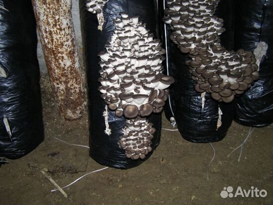 Выращивание вёшенки (семена)