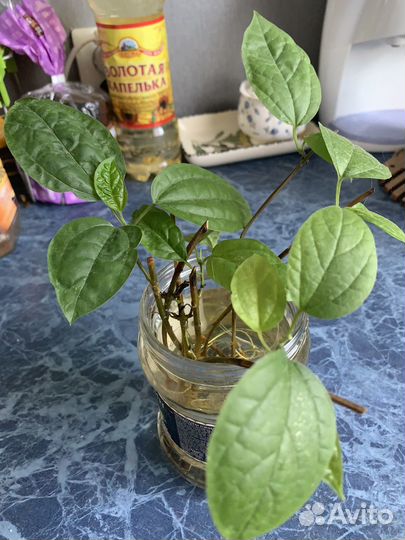 Фиалка медный всадник, клеродендрум