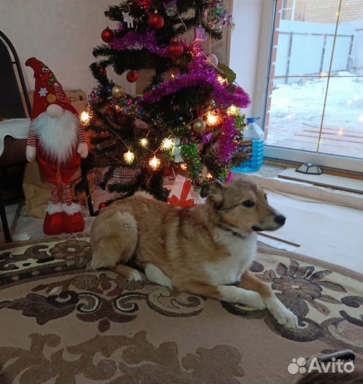 Щенок подросток ответственным хозяевам