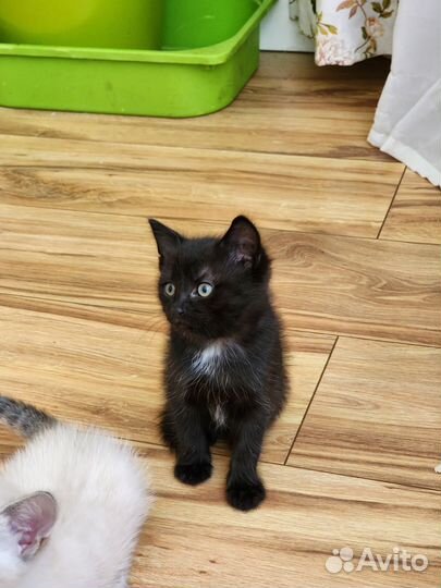 Котята от мышеловки