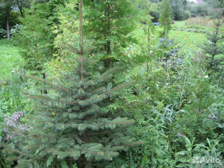 Саженцы ель,сосна