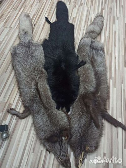 Шкура песца чулок