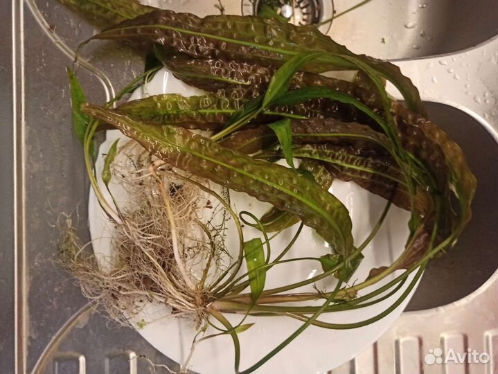 Криптокорина апоногетонолистная