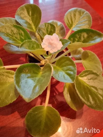 Фиалка белая