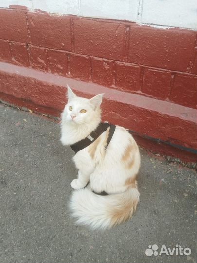 Котенок мейн-кун белый с рыжое пятнами