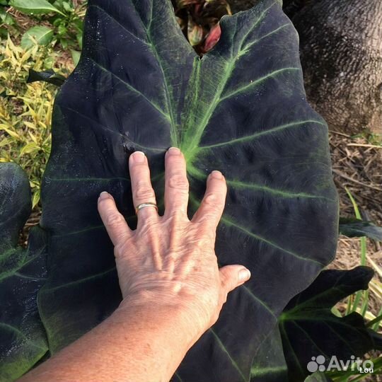 Колоказия Илюстрис Шикарный Сорт
