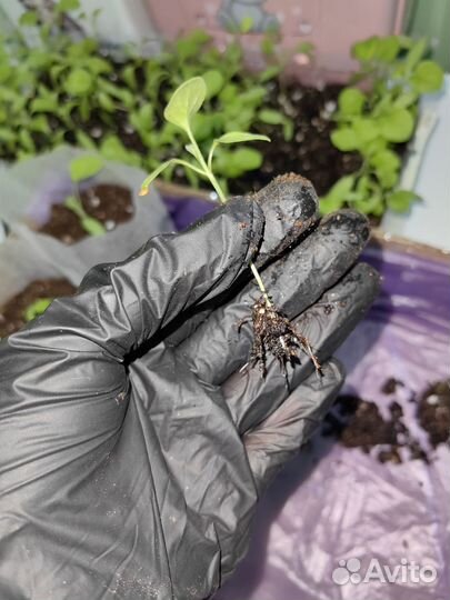 Рассада баклажан универсал 20р