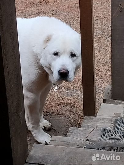 Вязка собак