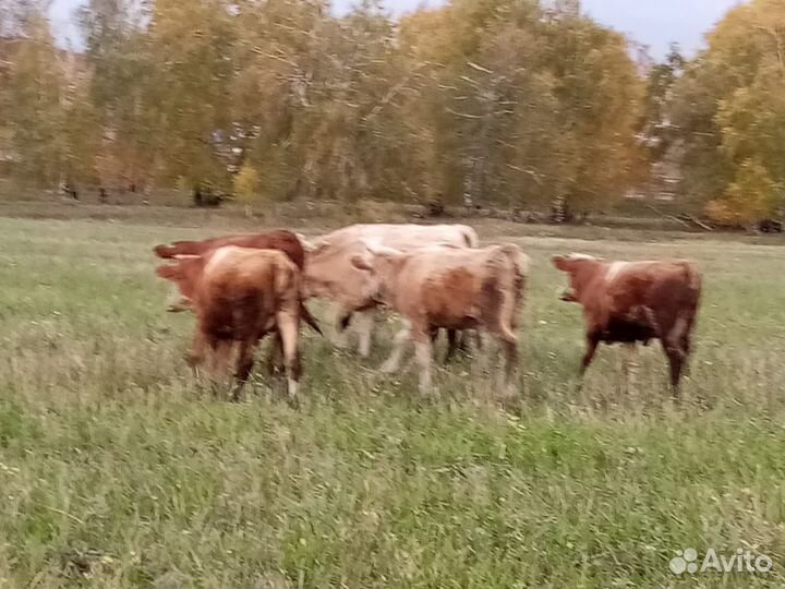 Бычки и телки