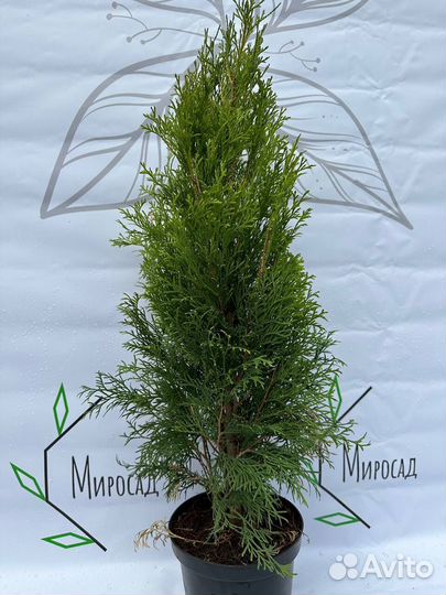 Туя Смарагд, Брабант, Даника