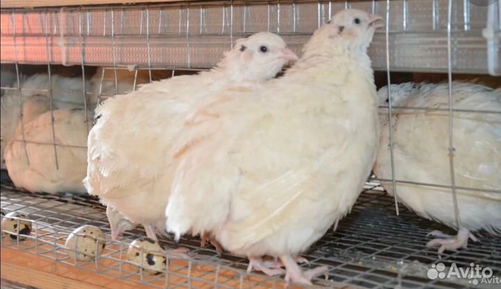 Перепелки тушки/ перепел живой/ яйцо